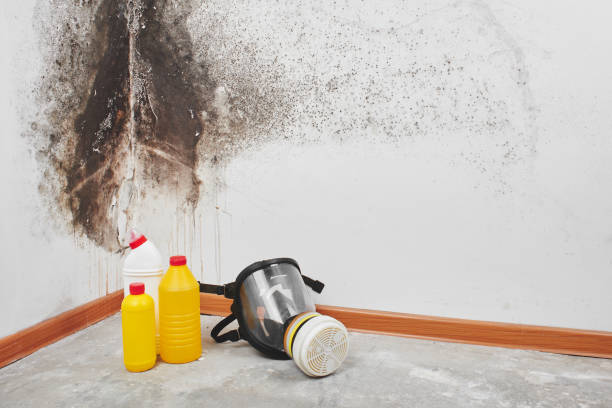 Best Certified Mold Removal  in Summerset, SD
