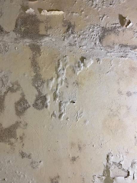 Certified Mold Removal in Summerset, SD