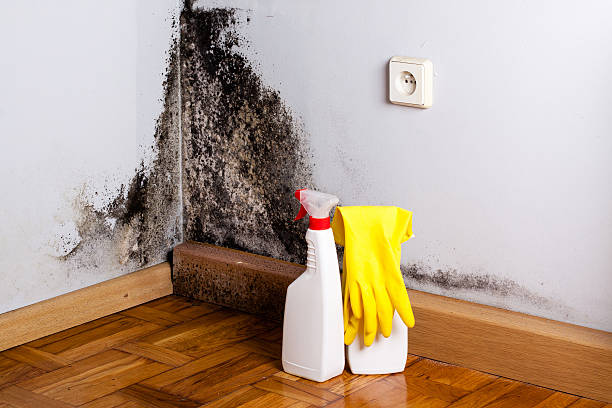 Best Black Mold Removal  in Summerset, SD